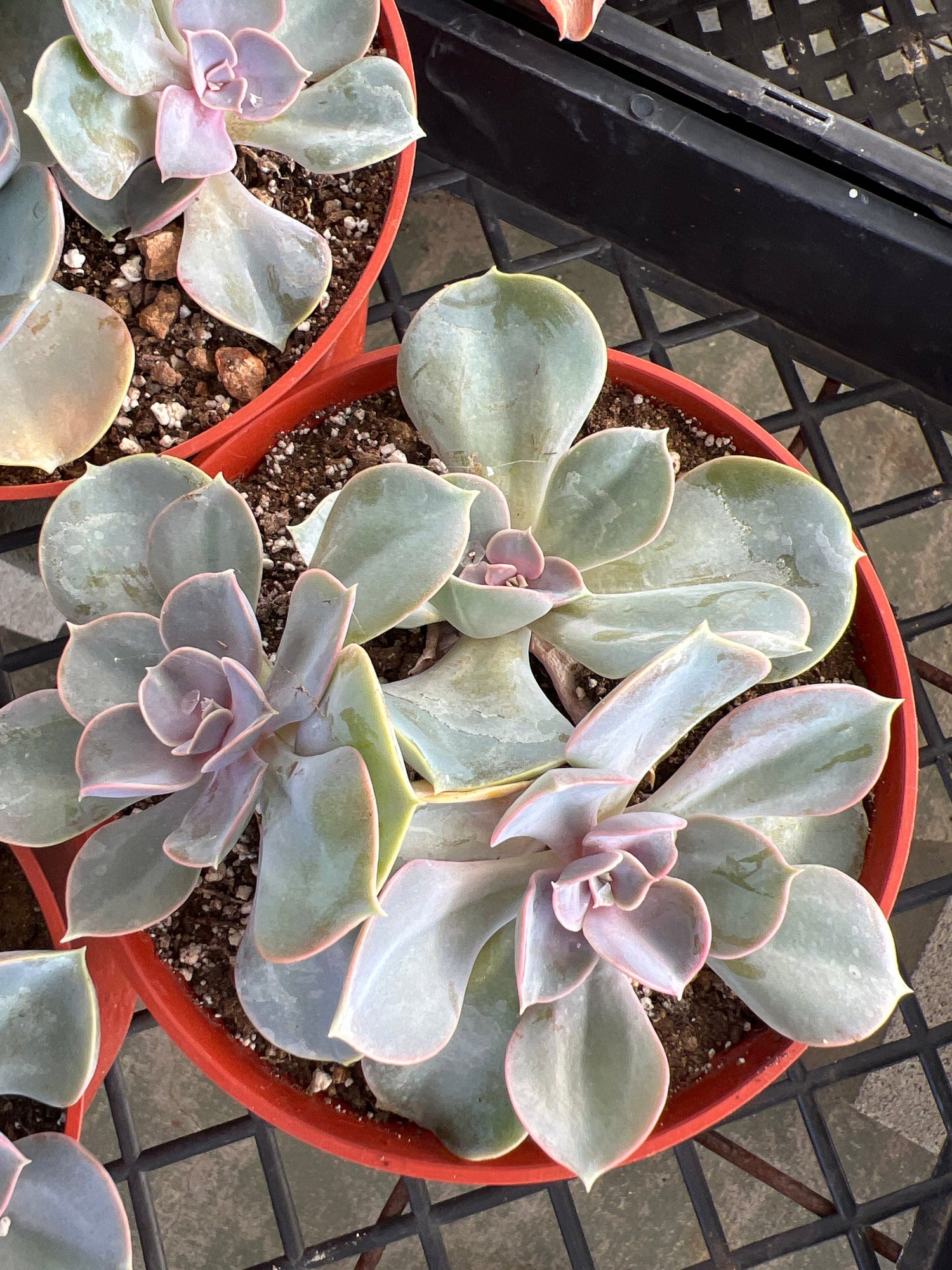 Echeveria 'Perle von Nurnberg' - Echeveria