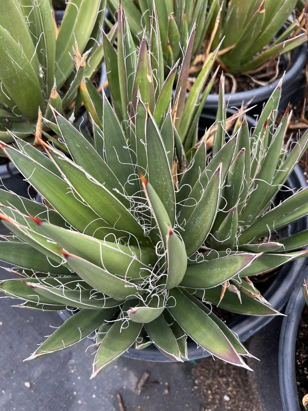 Thread Agave - Agave filifera