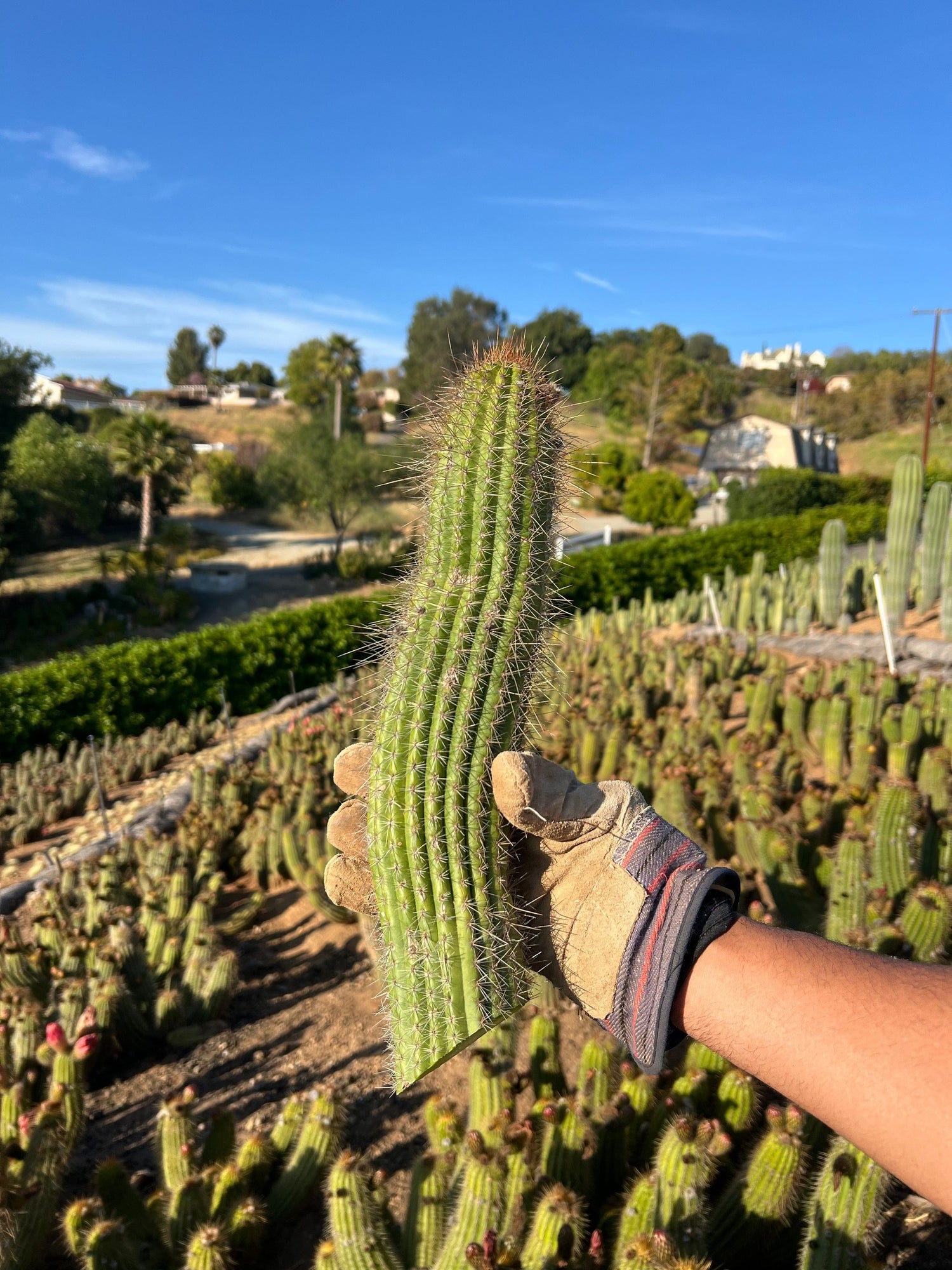 Red Trichocereus Hybrid - Echinopsis hybrid