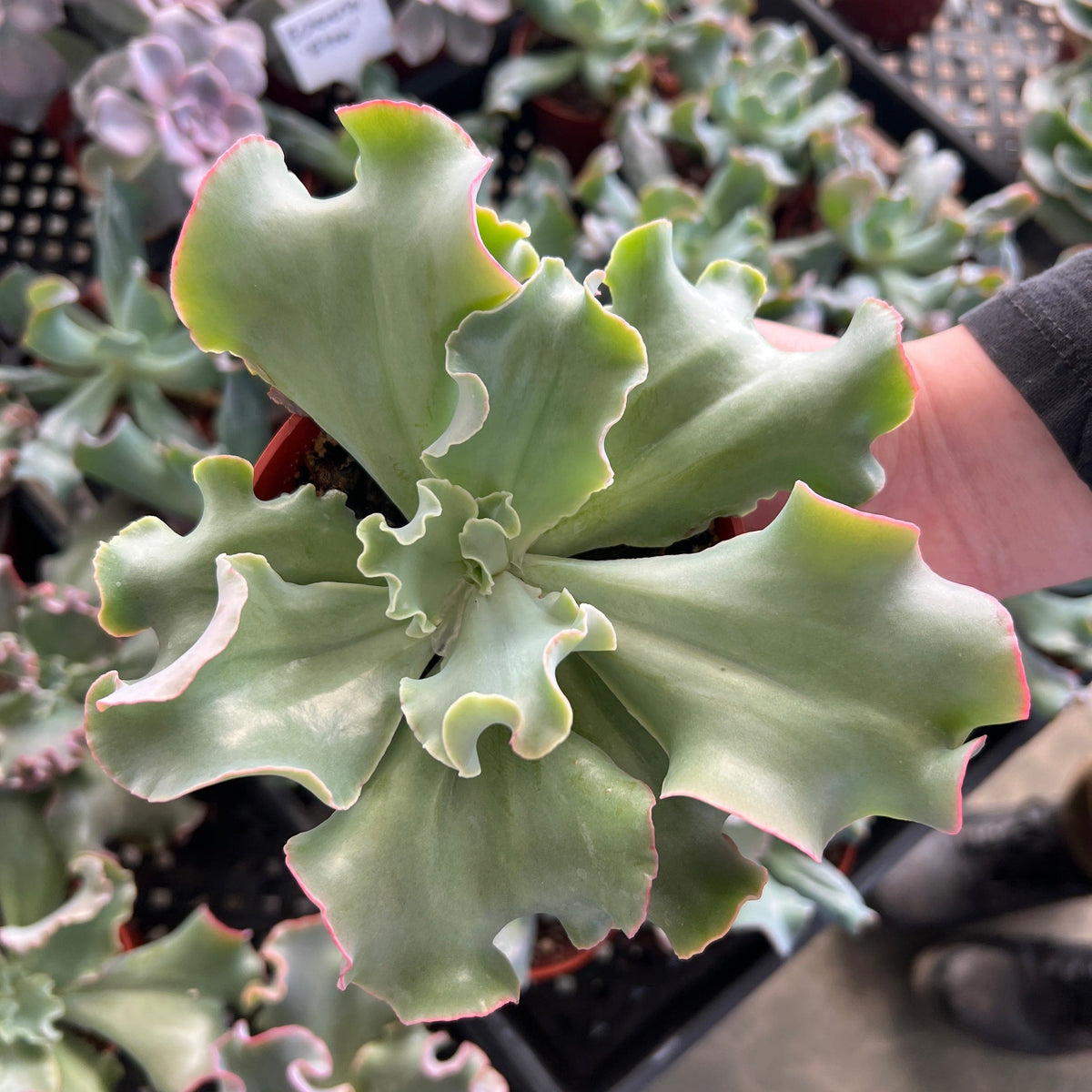 succulent with wavy leaves Echeveria 'Blue Curls'