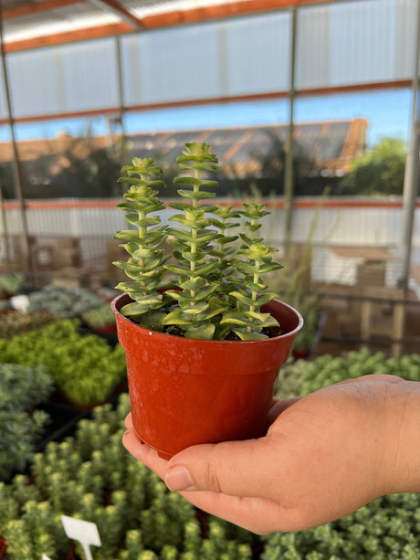 Variegated String of Buttons - Crassula Perforata Variegata