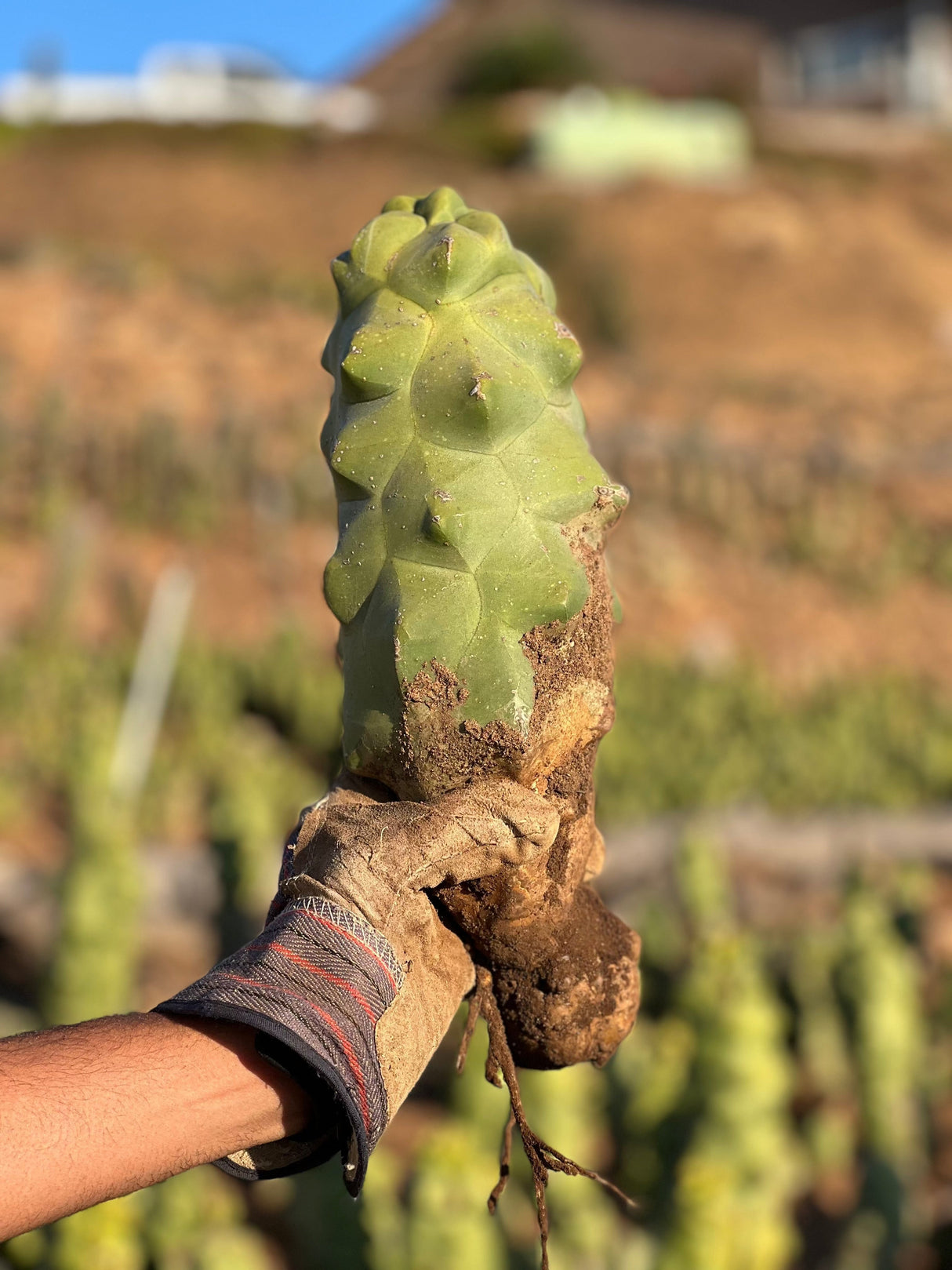 π Totem Pole Cactus - Lophocereus shottii Obesa (100% off)