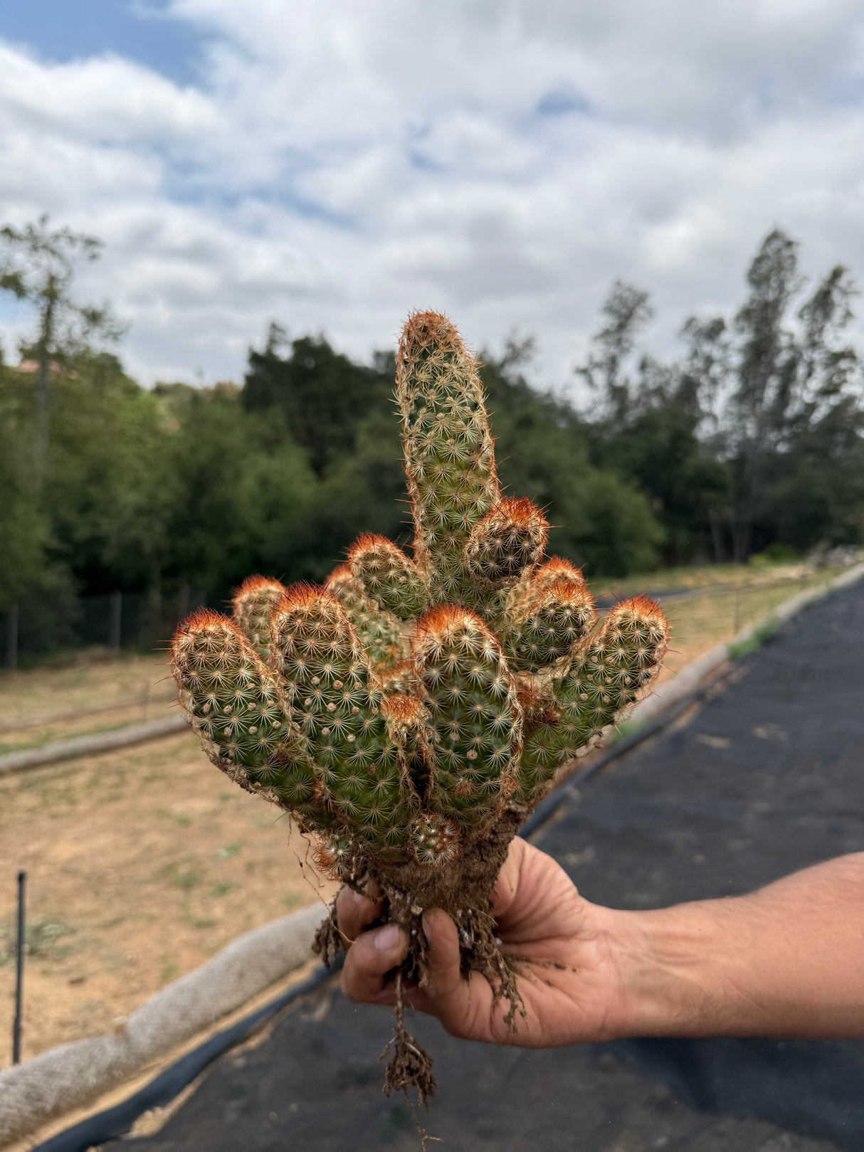 64-Pack 2” Copper King Cactus - Mammillaria elongata