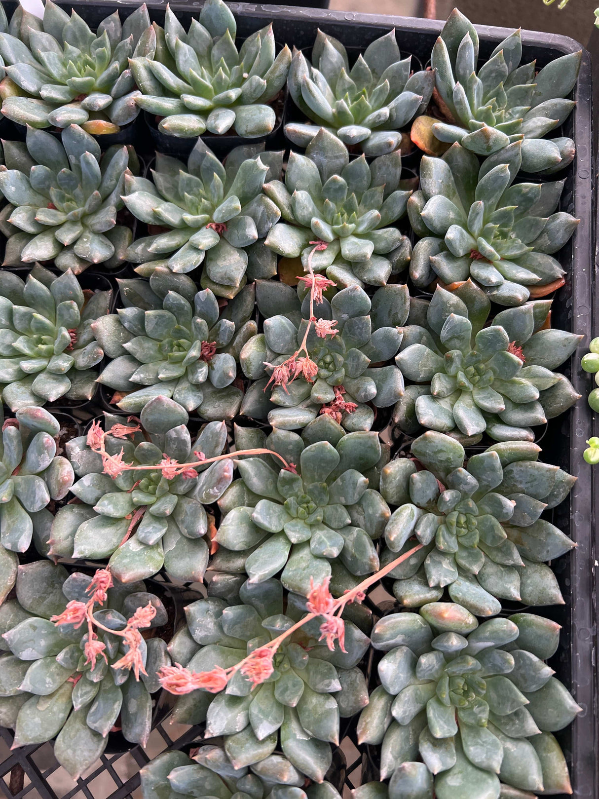 Echeveria 'Dark Moon' - Echeveria