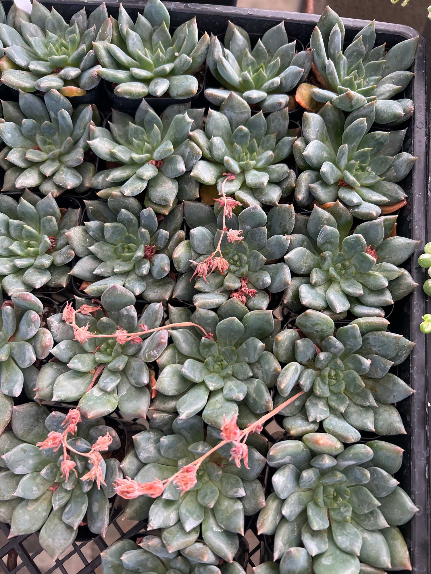 Echeveria 'Dark Moon' - Echeveria