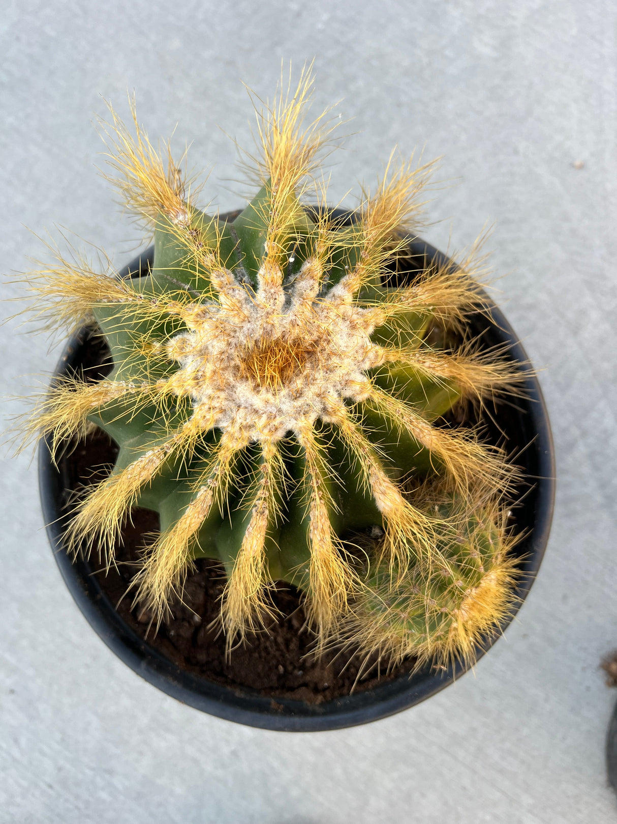 Balloon Cactus 2-Pack Cluster - Parodia magnifica