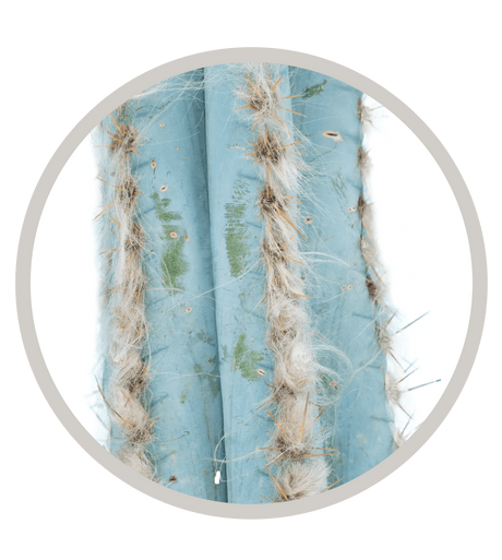 Brazillian Blue Columnar (Pilosocereus pachycladus) | Cactus Warehouse | Exotic Cacti Collection & Quality Desert Plants