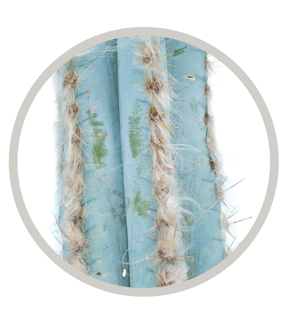 Brazillian Blue Columnar (Pilosocereus pachycladus) | Cactus Warehouse | Exotic Cacti Collection & Quality Desert Plants