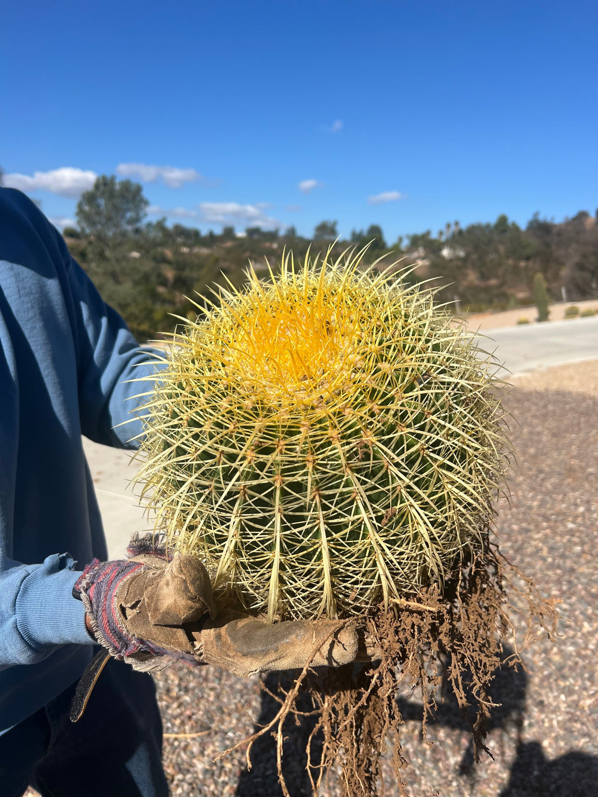 Big Barrel Cactus Bundle