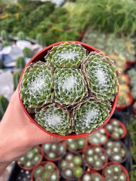 Cobweb Hens and Chicks - Sempervivum Arachnoideum
