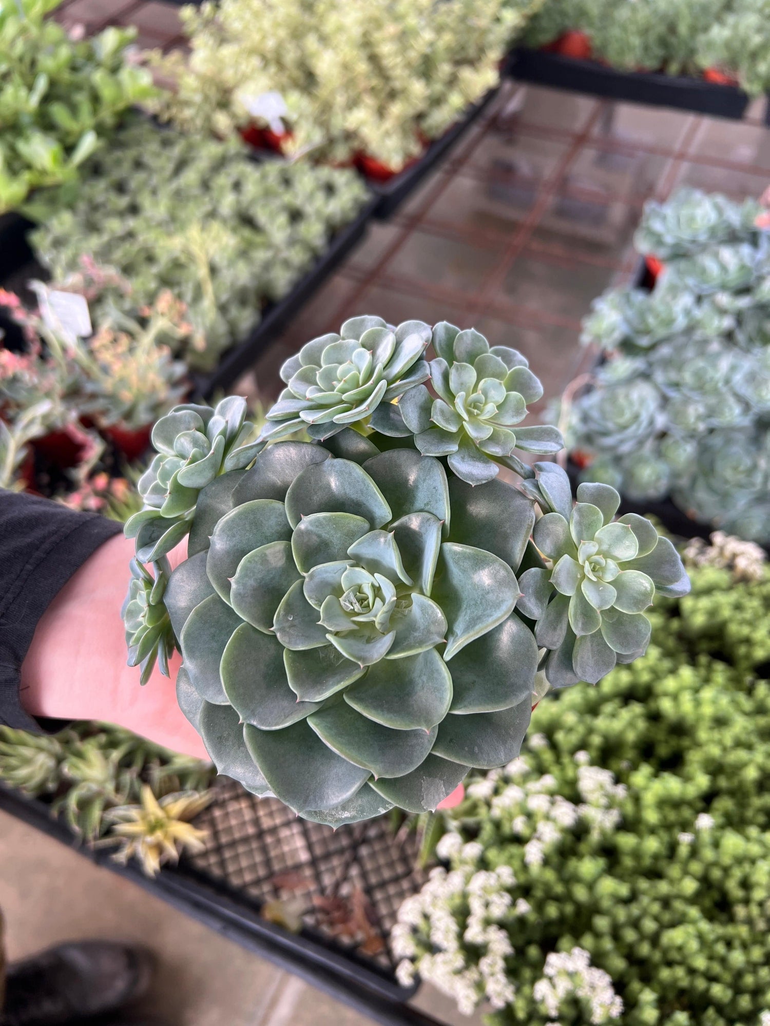 Echeveria 'Galaxy Blue' - Echeveria