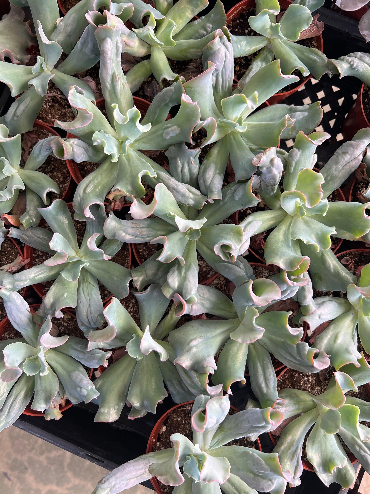 Echeveria 'Etna' - Echeveria