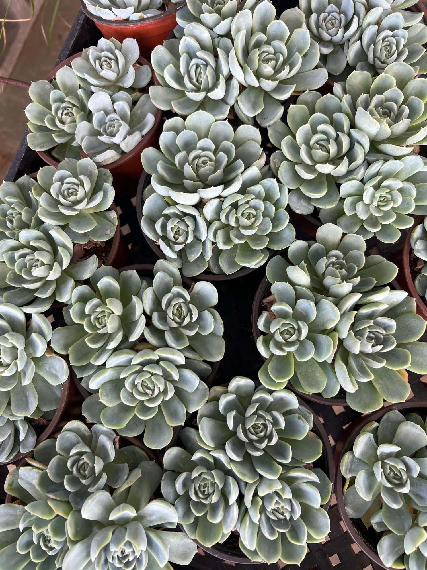 Echeveria 'Arctic Ice' - Echeveria