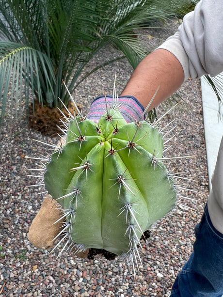 Chichipe Cactus - Polaskia chichipe