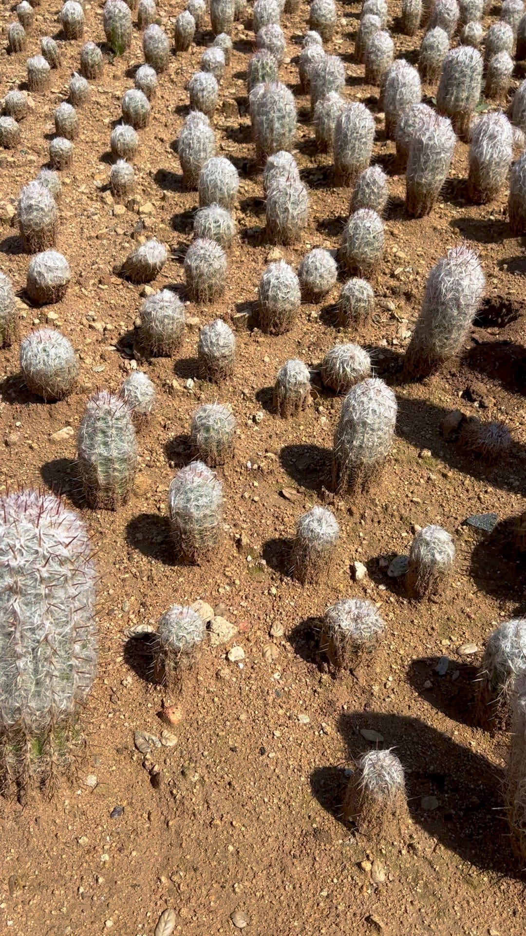 Old Man of the Mountain Cactus - Oreocereus Trollii