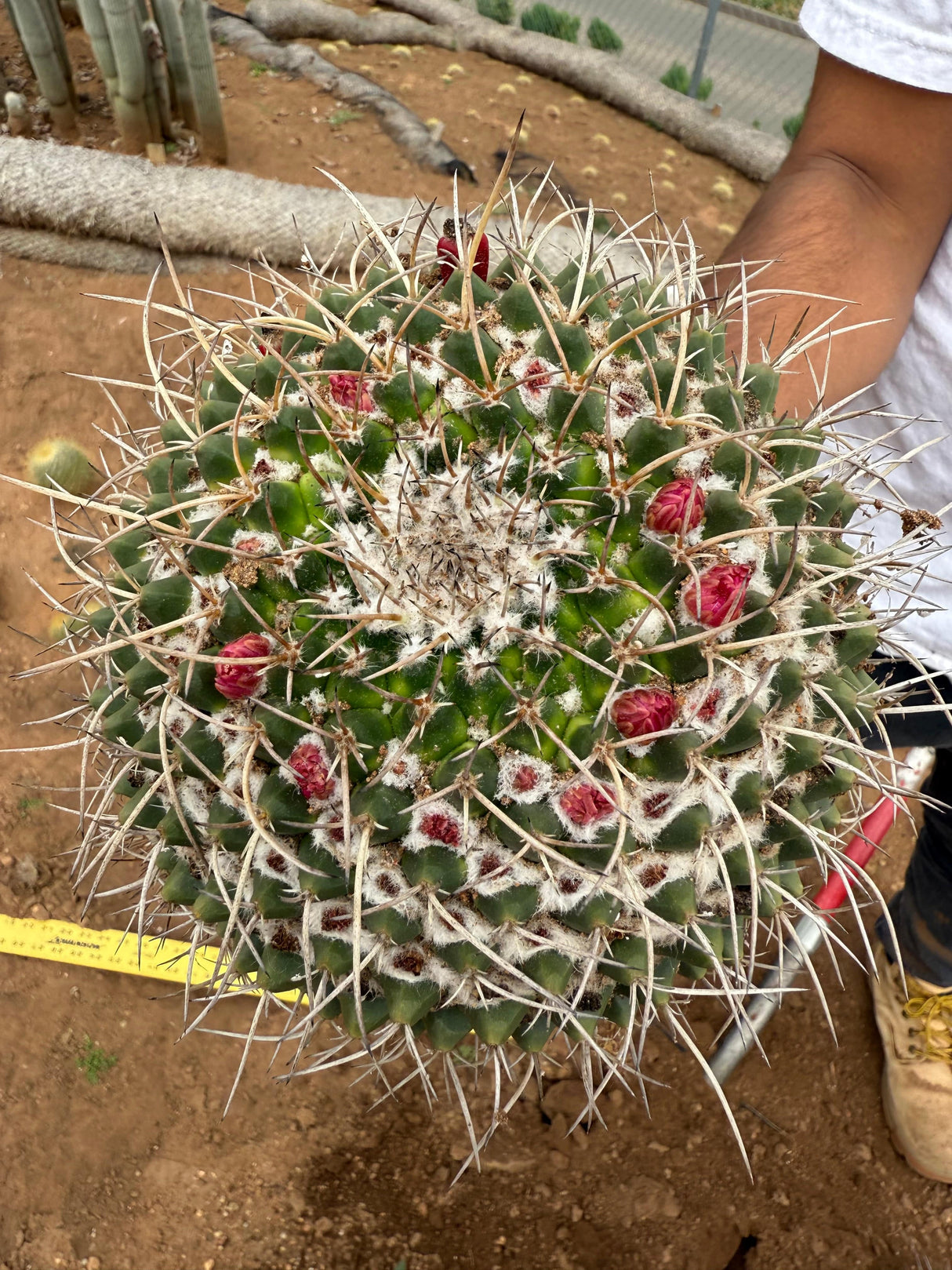 Mammillaria magnimamma - Mexican Pincushion