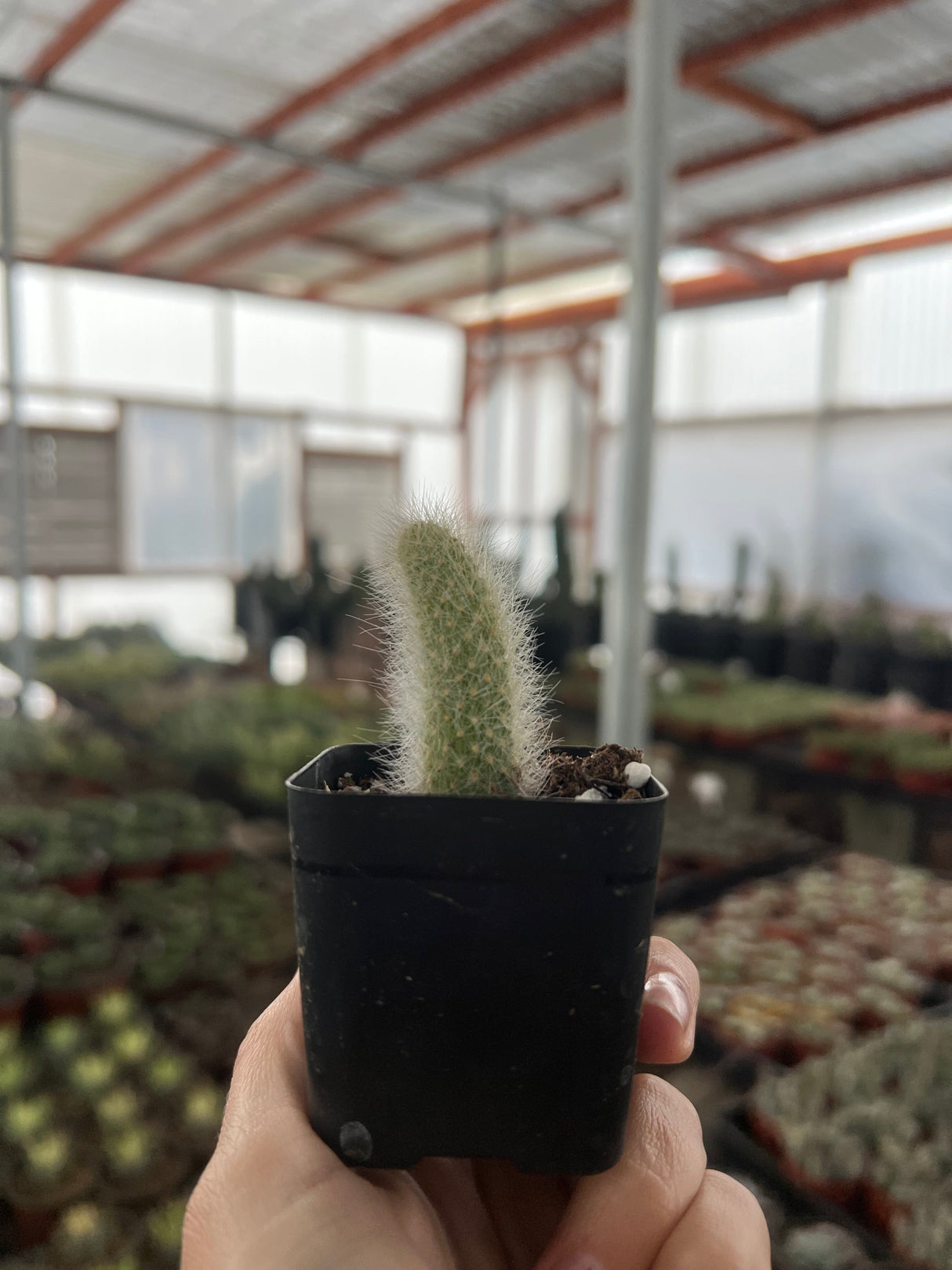 Monkey Tail Cactus - Cleistocactus colademononis