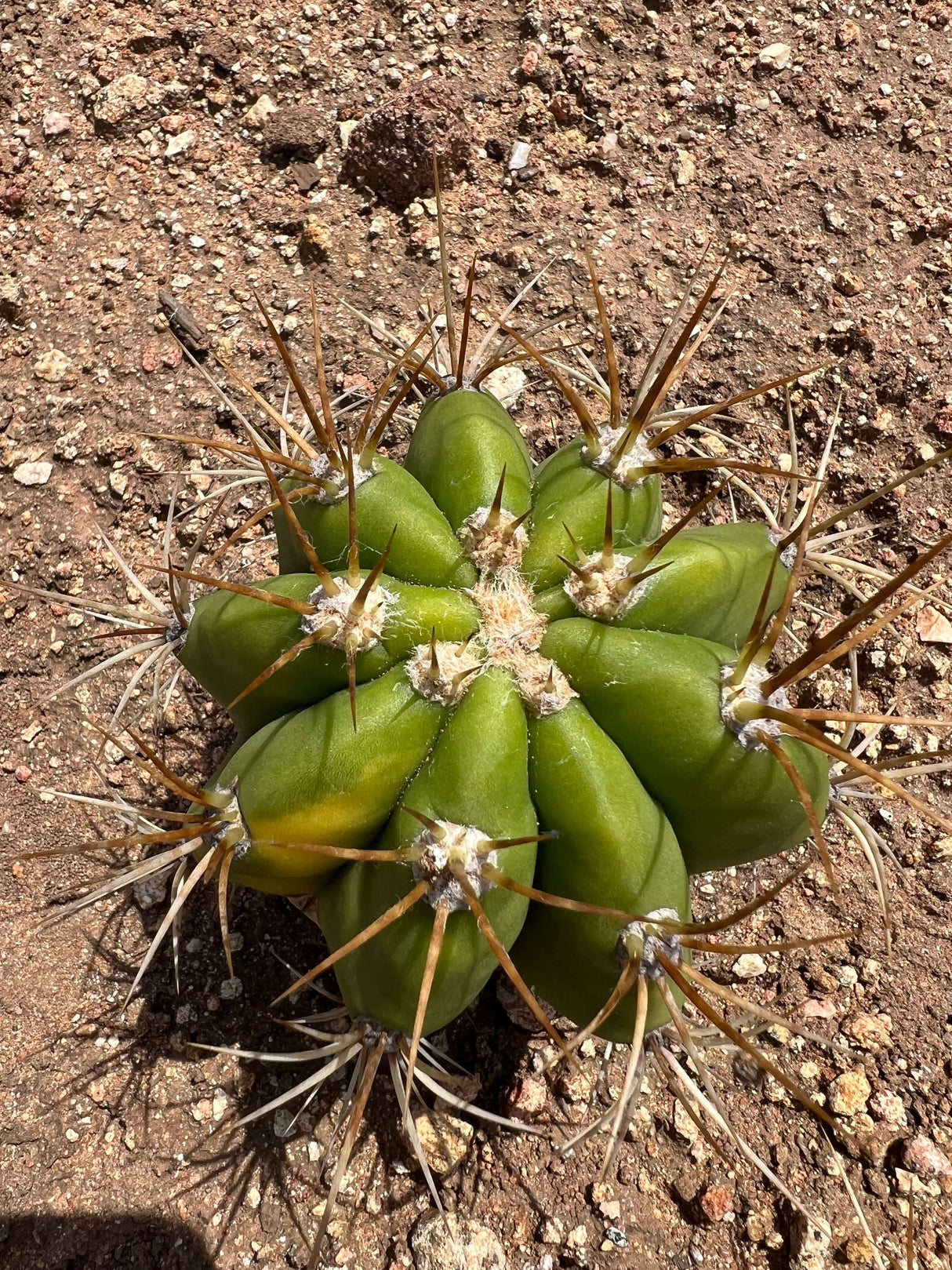 Variegated Cardon Grande Cactus - Trichocereus Terscheckii