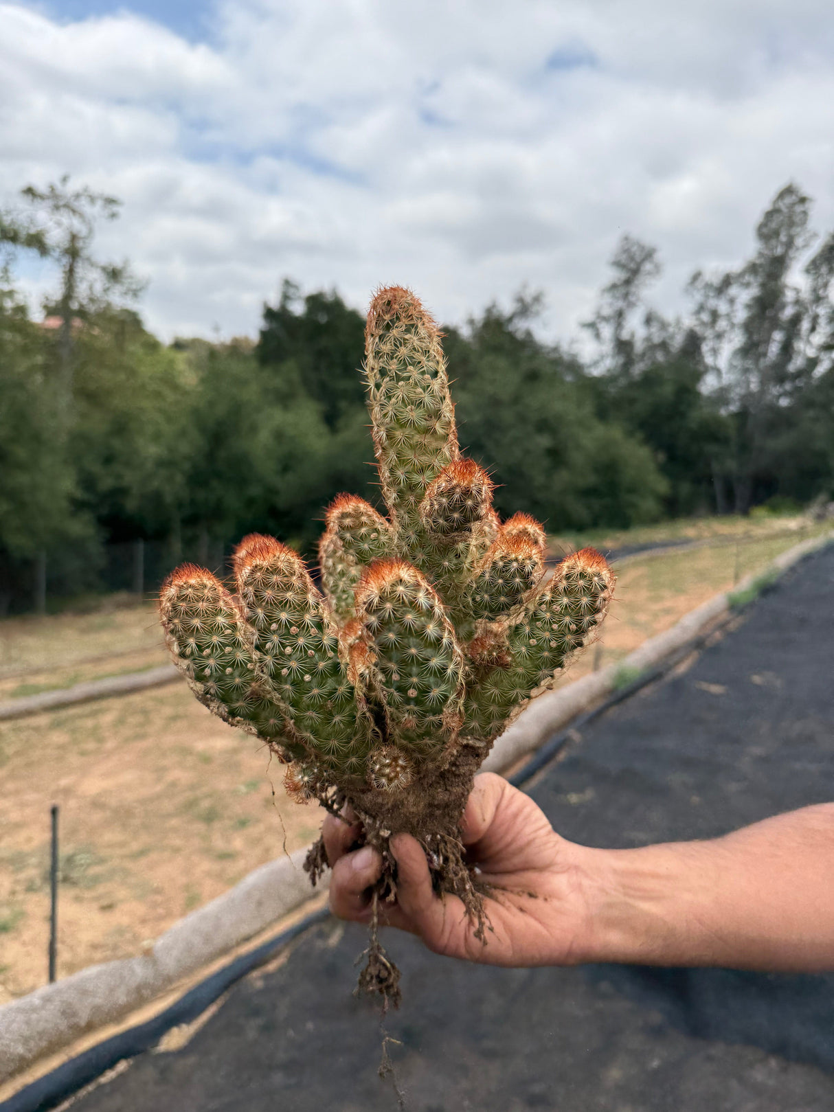64-Pack 2” Copper King Cactus - Mammillaria elongata
