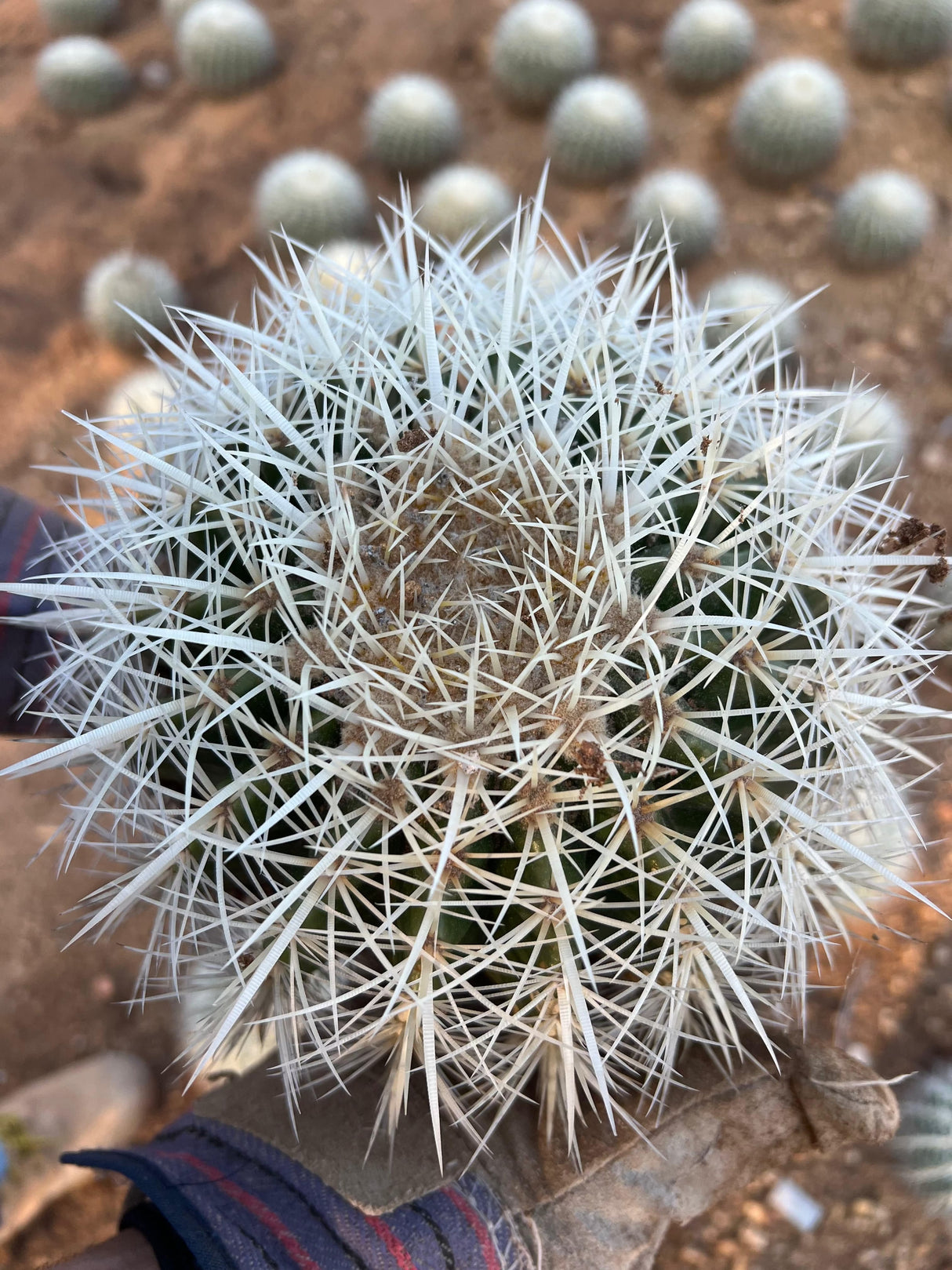 White Spine Barrel Cactus - Echinocactus Grusonii Albispinus