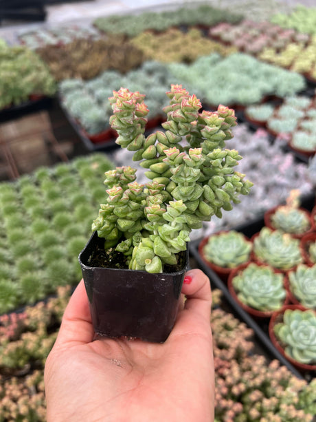 Crassula 'Tom Thumb' - Crassula rupestris ssp. commutata