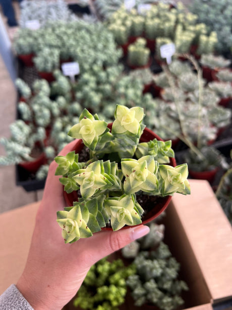 Mixed Crassula Succulent Bundle  - Crassula