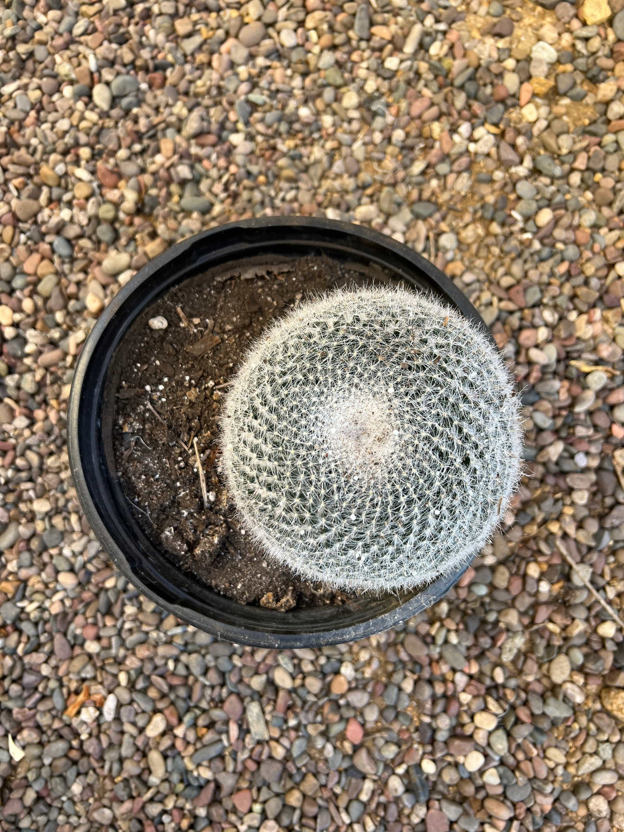 Old Lady Cactus - Mammillaria Hahniana