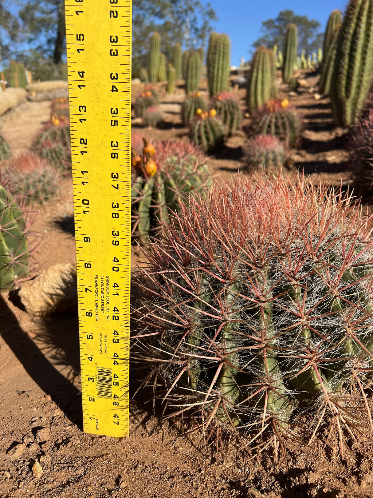 Red Barrel Cactus - Ferocactus sp.