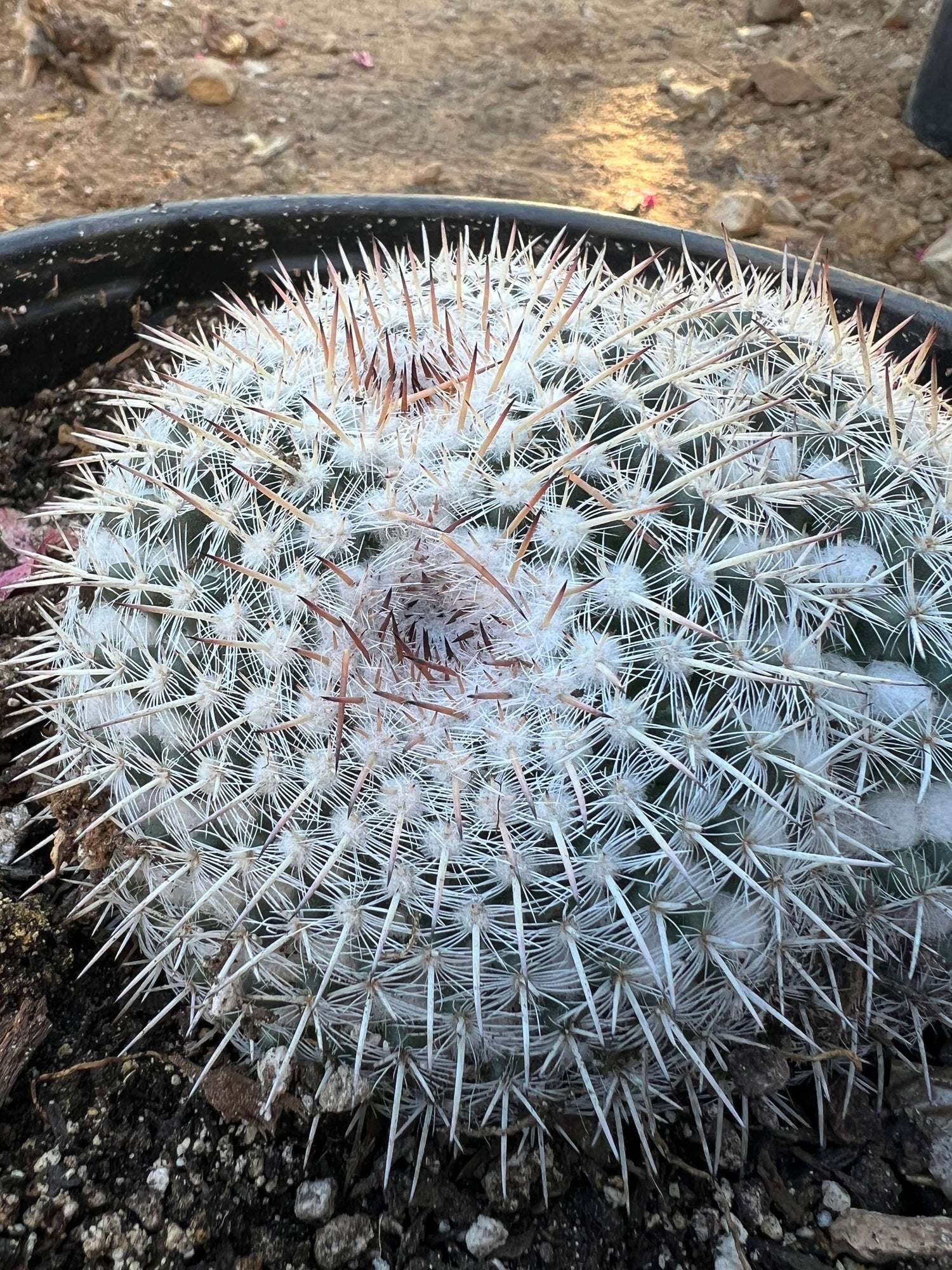 Owl's Eye Cactus 2-Pack Cluster - Mammillaria parkinsonii