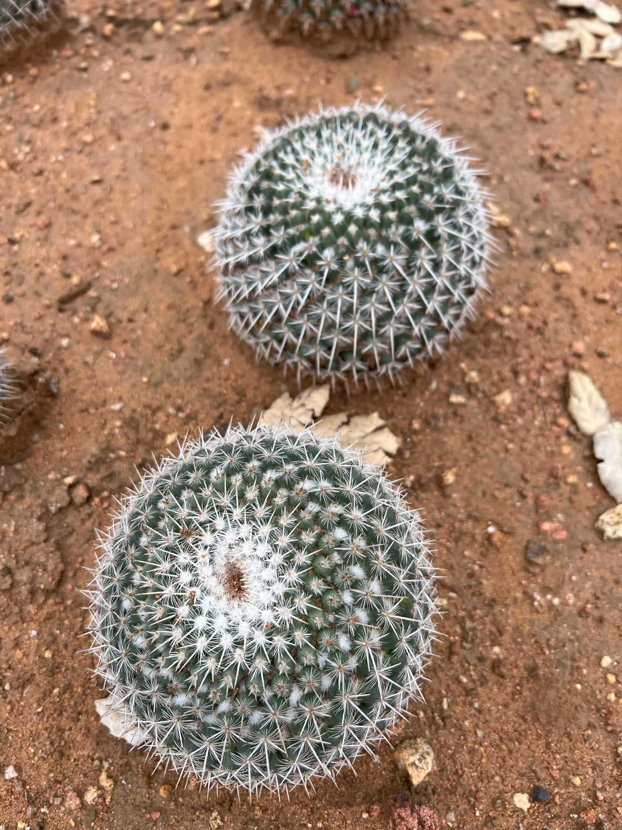Owl Eye Cactus - Mammillaria Parkinsonii