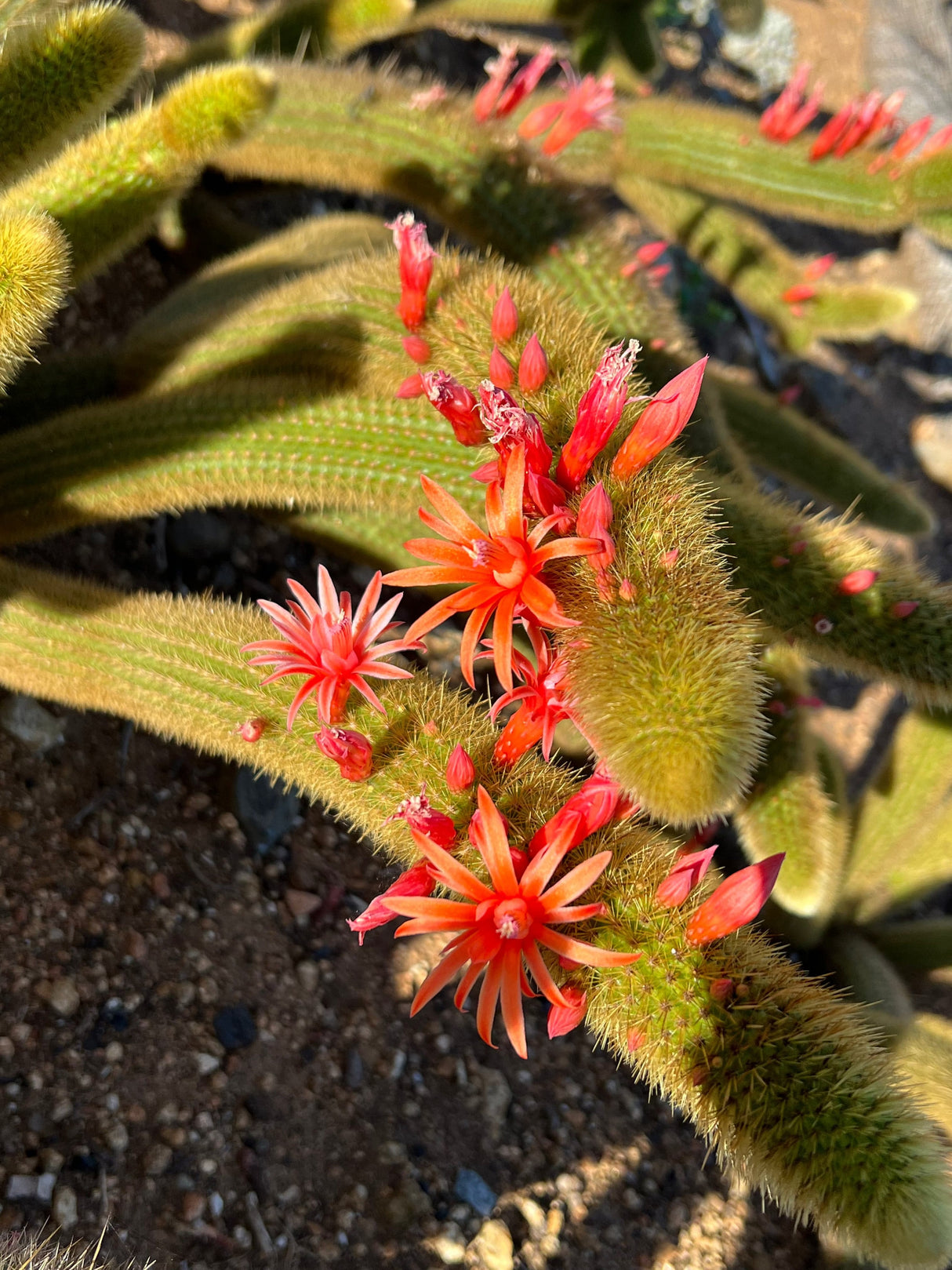 Golden Rat Tail - Cleistocactus Brookeae