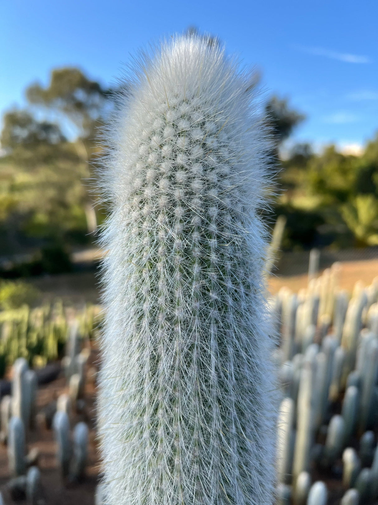 Silver Torch Cactus - Cleistocactus Strausii
