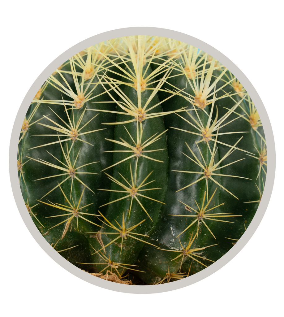 Golden Barrel Cactus (Echinocactus grusonii) | Cactus Warehouse | Exotic Cacti Collection & Quality Desert Plants