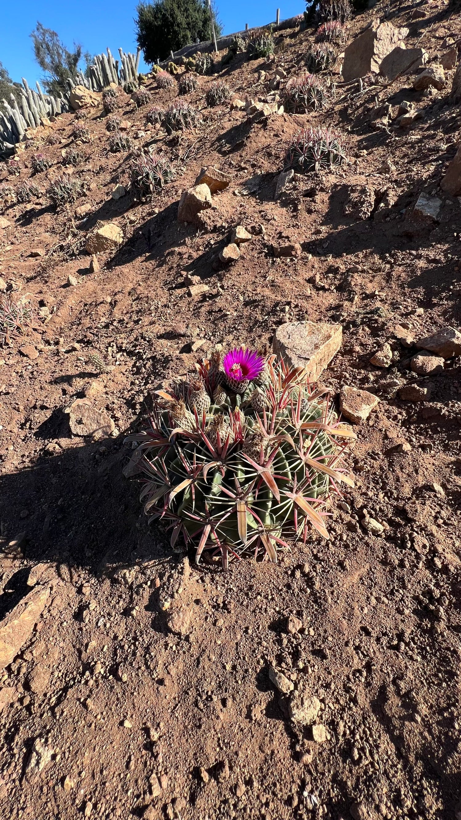 Devil's Tongue Barrel Cactus - Ferocactus latispinus
