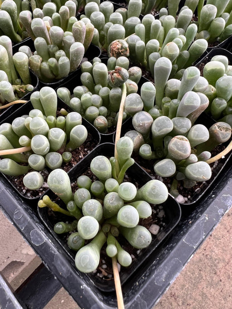 Fenestraria rhopalophylla - Baby Toes