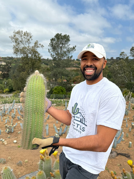 Yellow Trichocereus Hybrid - Echinopsis hybrid