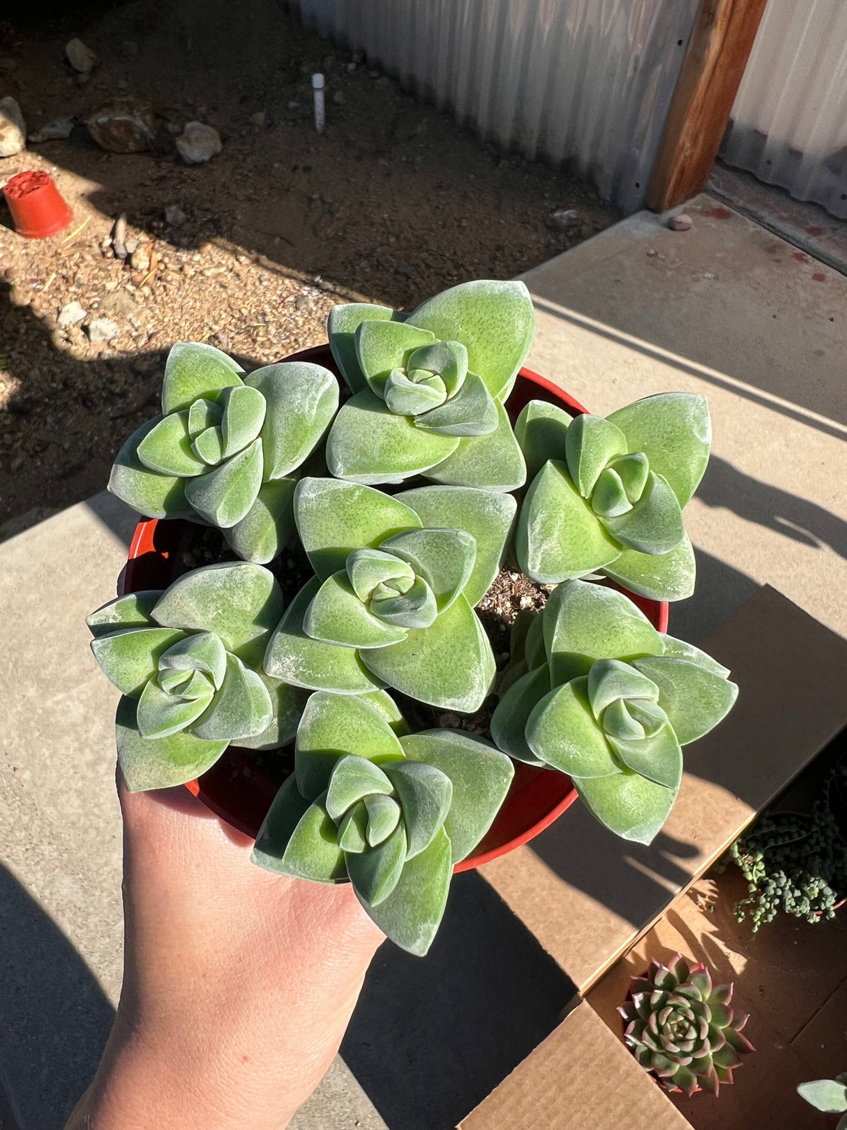 Mixed Succulent Starter Bundle