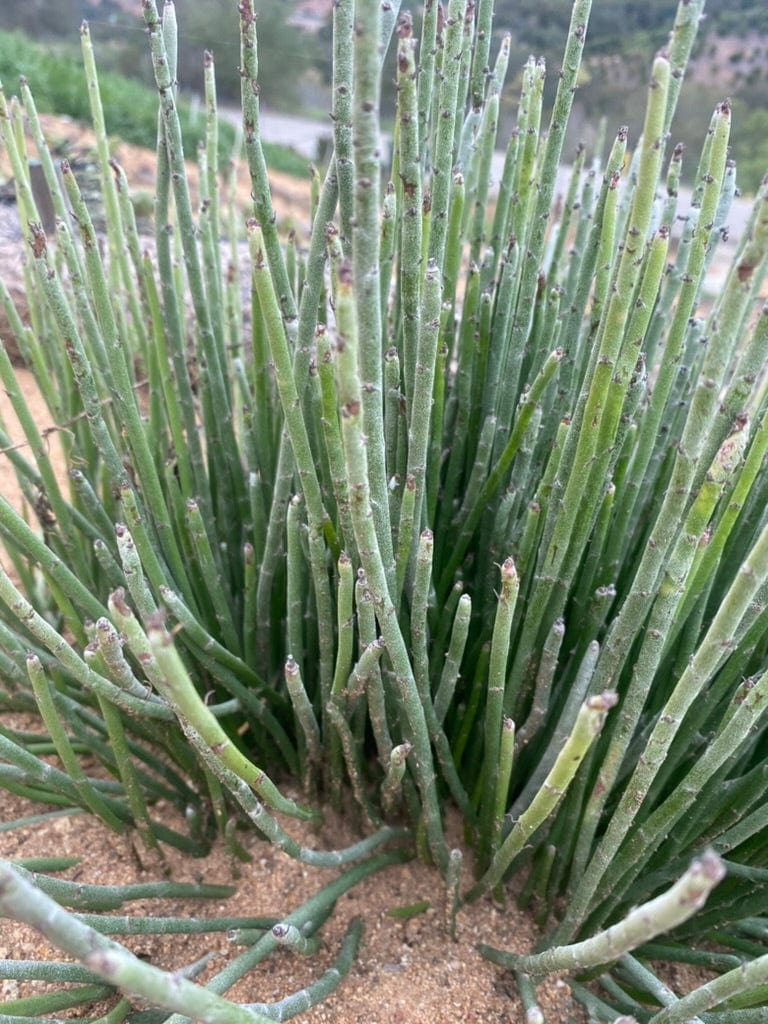 Candelia Cactus - Euphorbia antisyphilitica