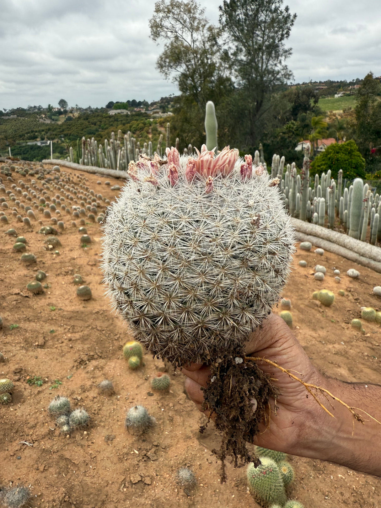 Mammillaria candida - Snowball Cactus