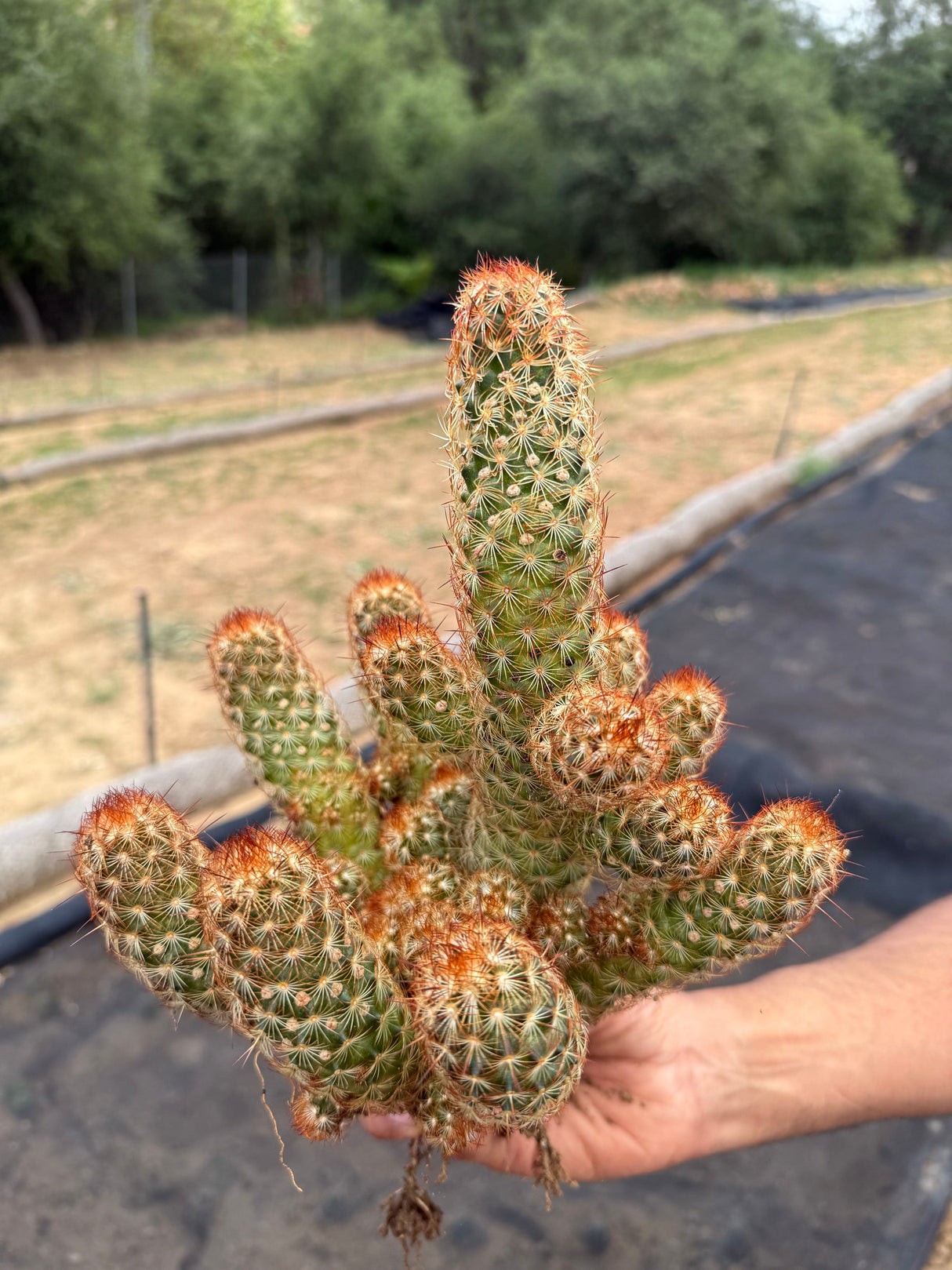 64-Pack 2” Copper King Cactus - Mammillaria elongata