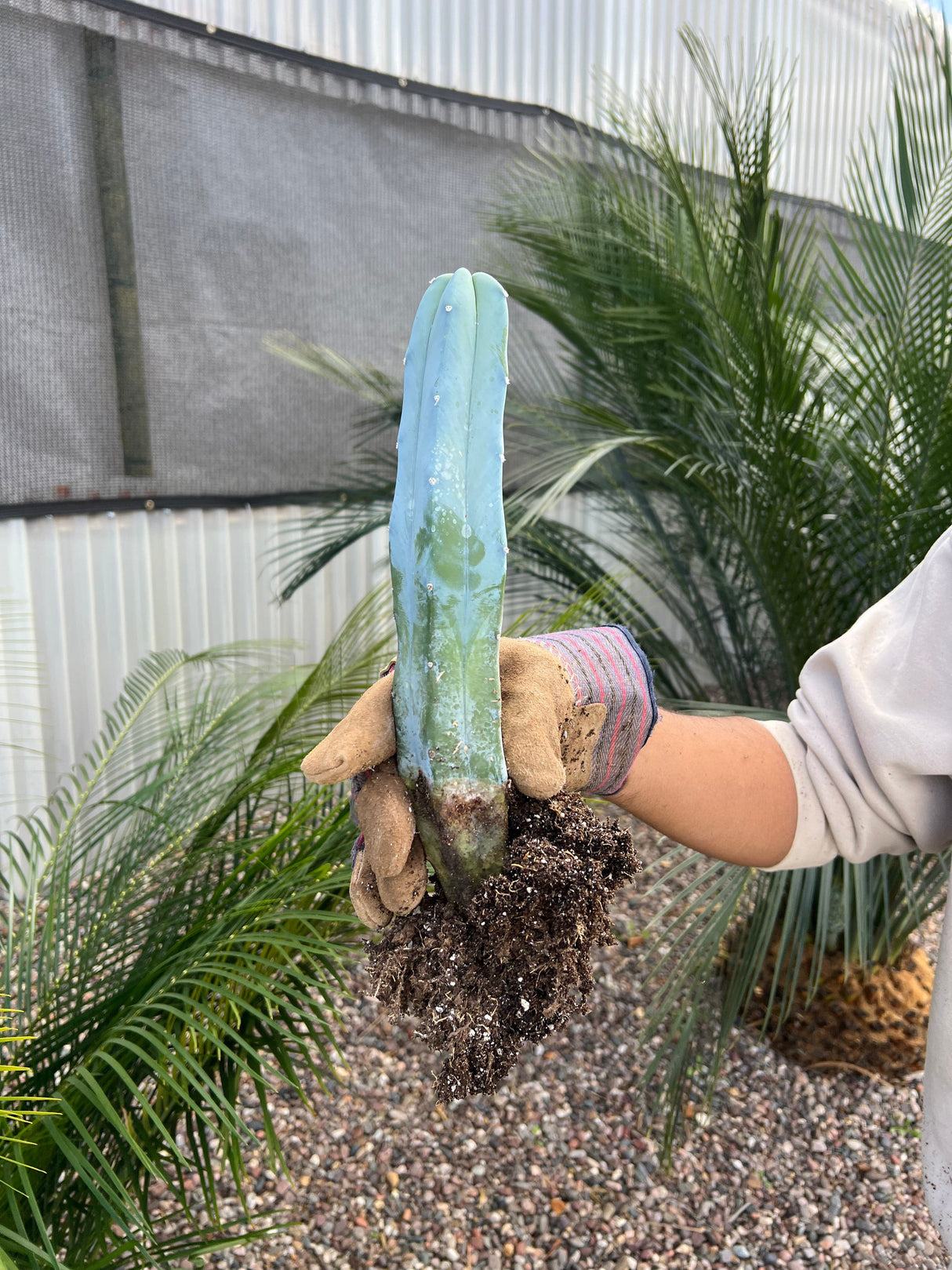 Blue Candle Cactus - Myrtillocactus Geometrizans