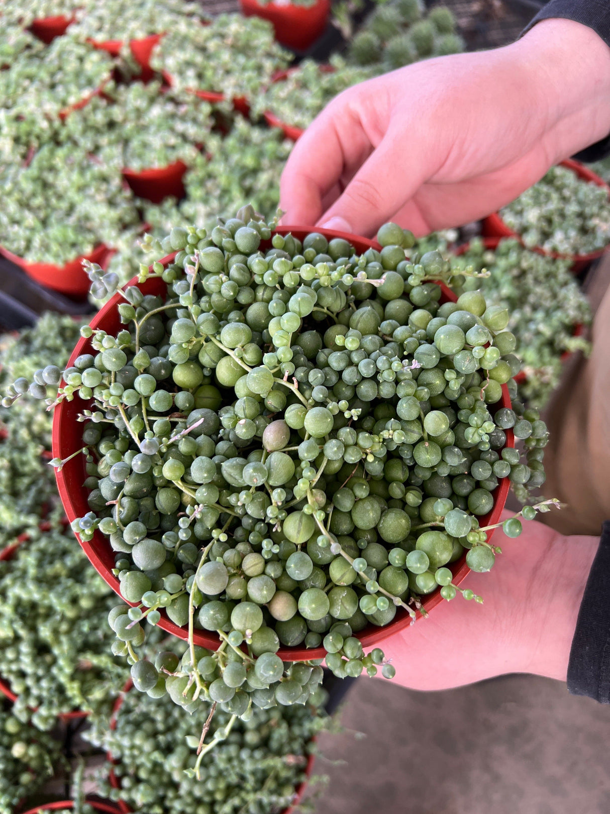 String of Pearls - Senecio Rowleyanus