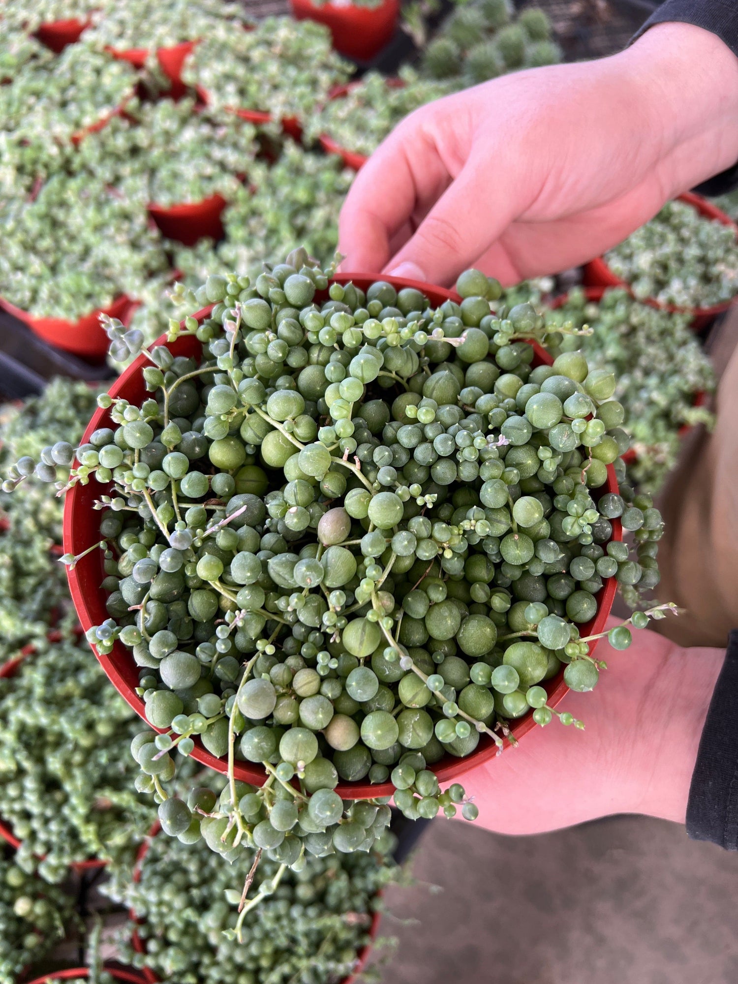 String of Pearls - Senecio Rowleyanus