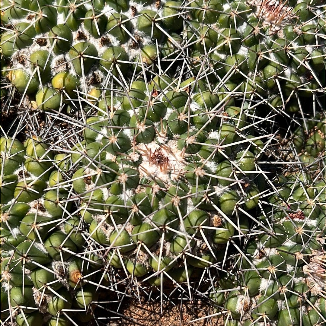 Mother of Hundreds - Mammillaria Compressa