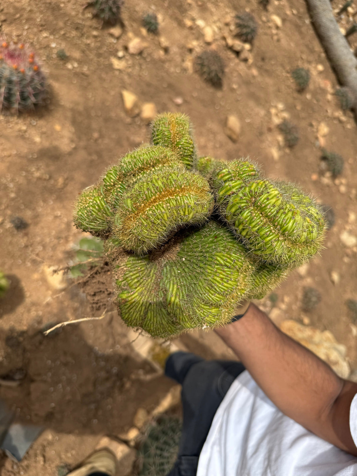 Mammillaria wildii cristata - Brain cactus
