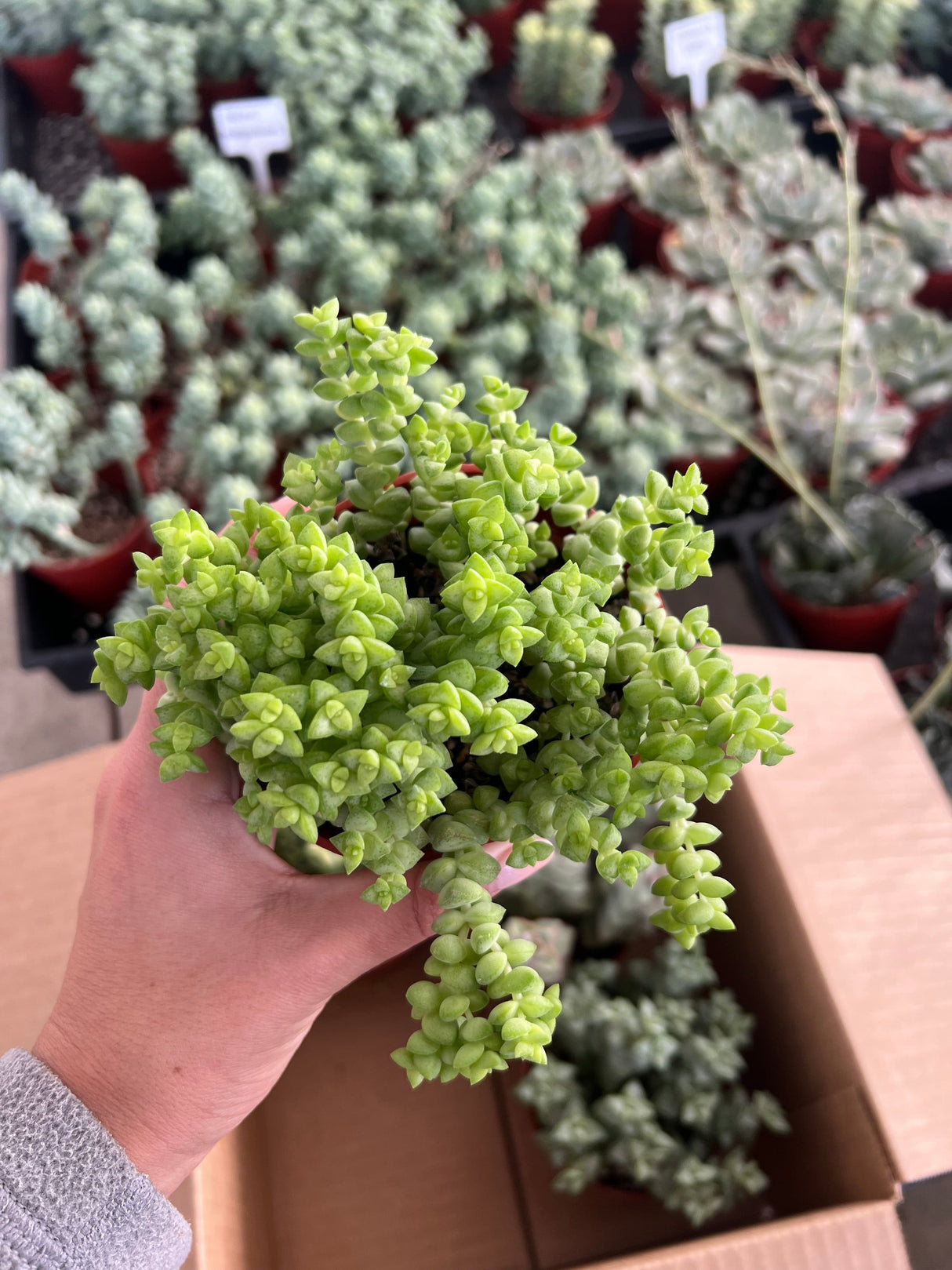 Mixed Crassula Succulent Bundle  - Crassula
