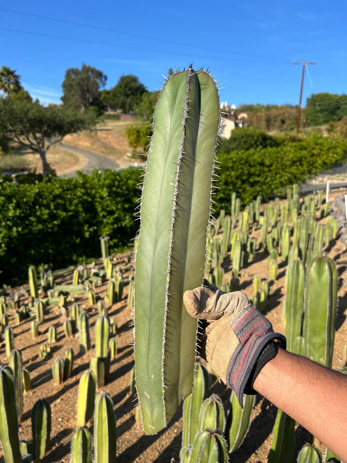 Mexican Fence Post Cactus - Pachycereus Marginatus