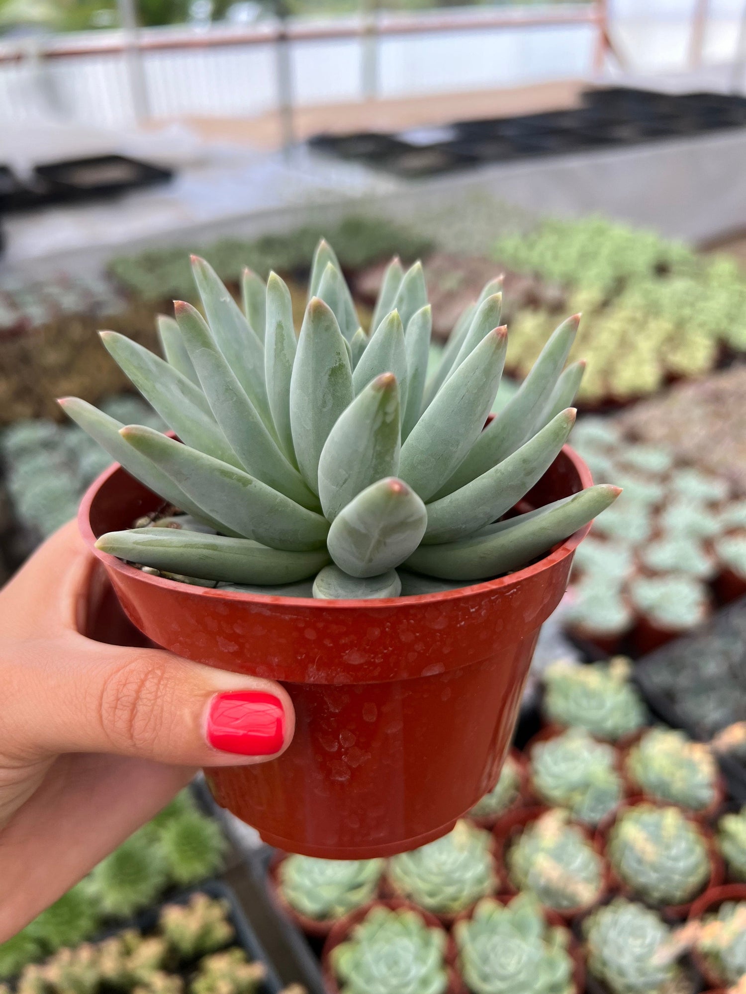 Pachyphytum ‘Little Jewel’ - Pachyphytum
