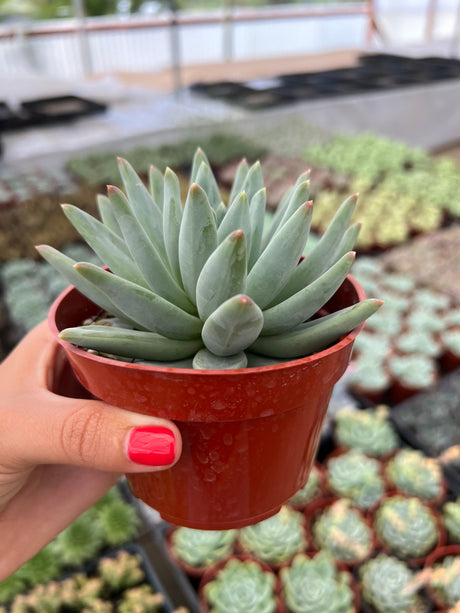 Pachyphytum ‘Little Jewel’ - Pachyphytum