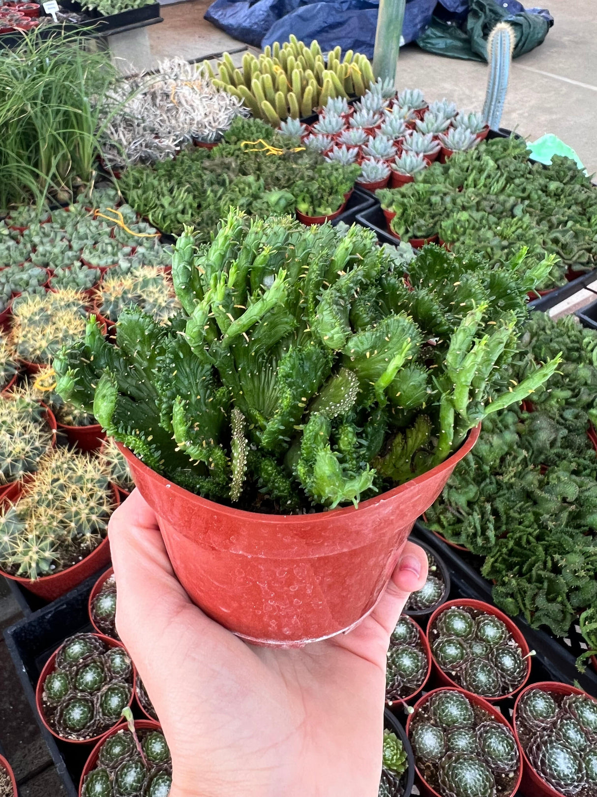Green Coral Succulent - Euphorbia flanaganii f. cristata